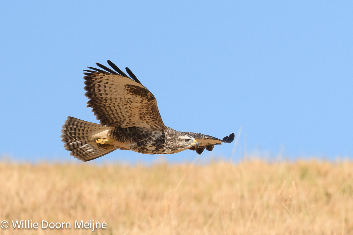 buizerd