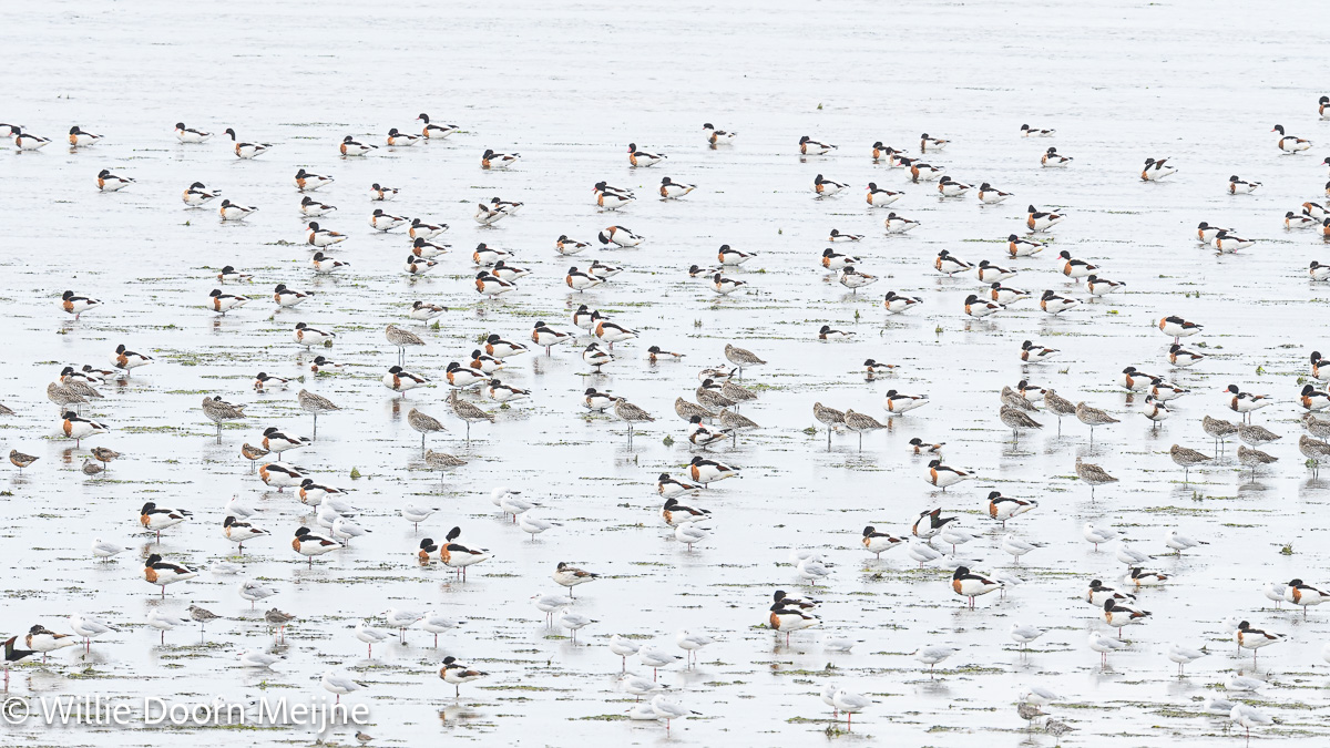 waddenvogels