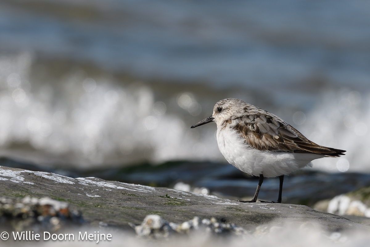 drieteenstrandloper