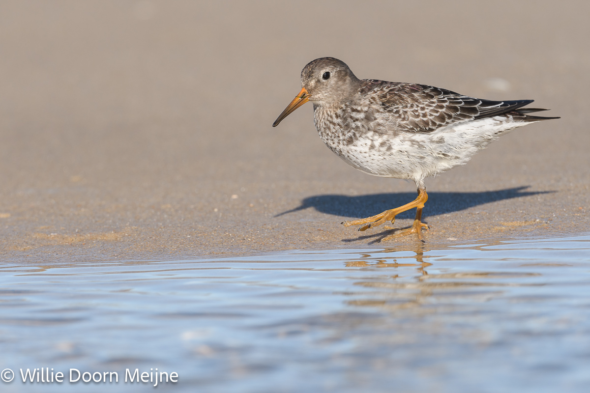 Paarse Strandloper