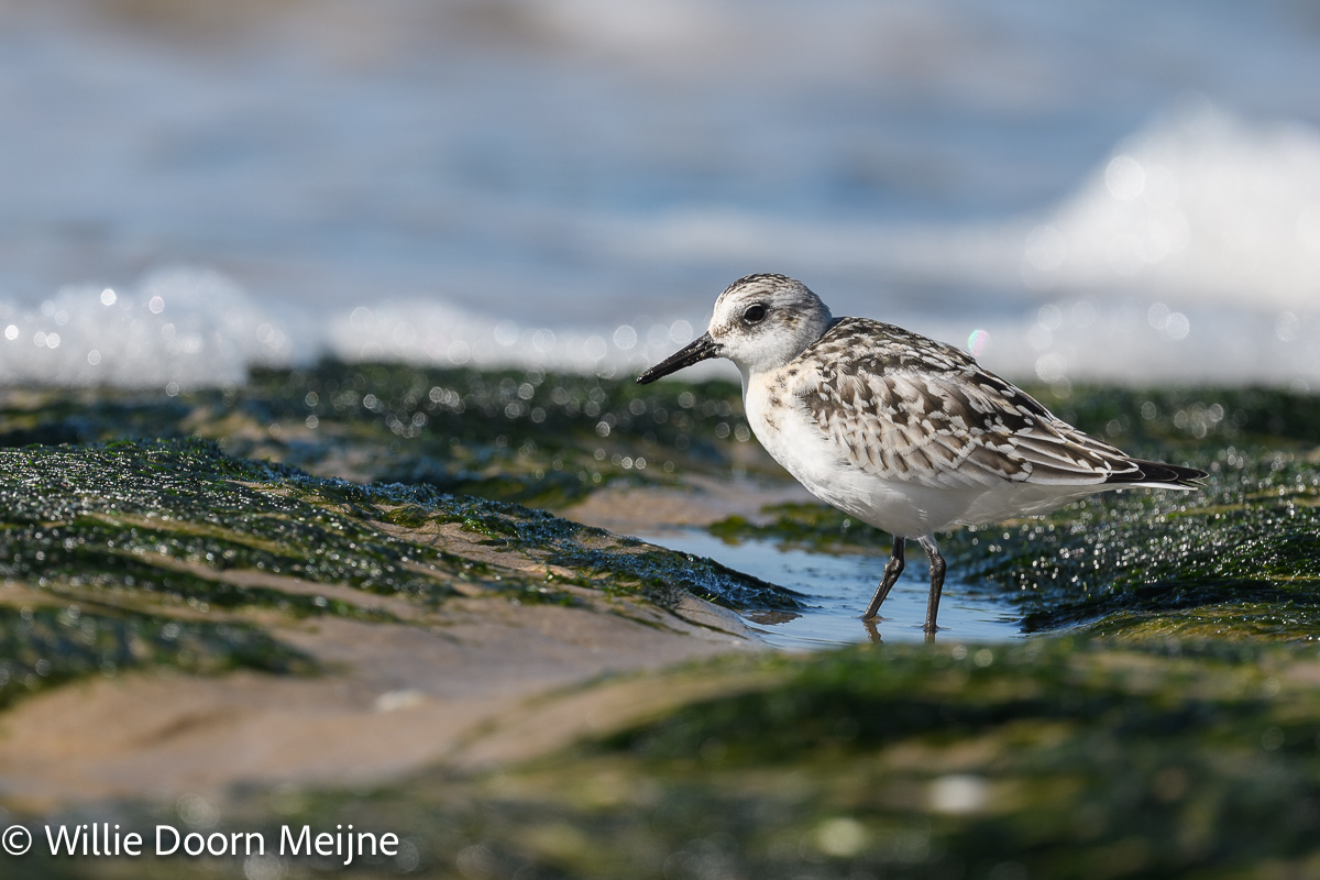 drieteenstrandloper