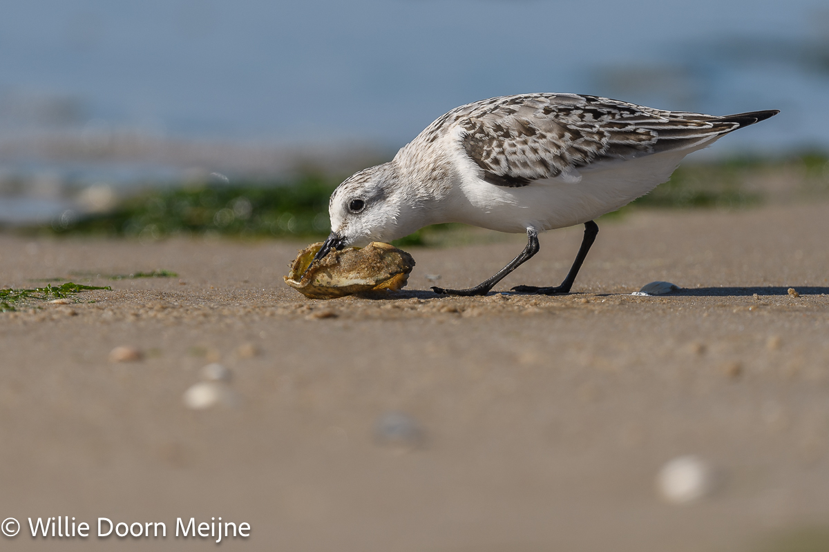 drieteenstrandloper