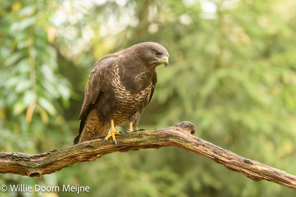 buizerd