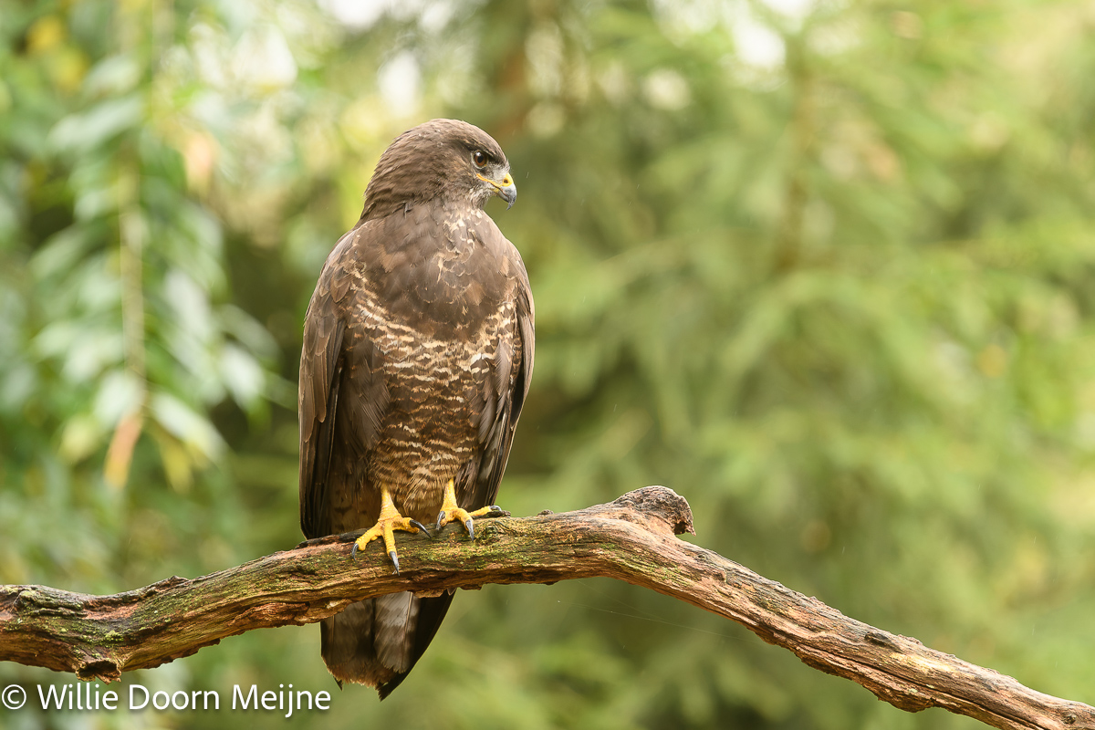 buizerd